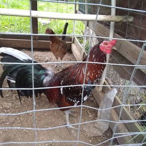 Meet your Posher, Brent